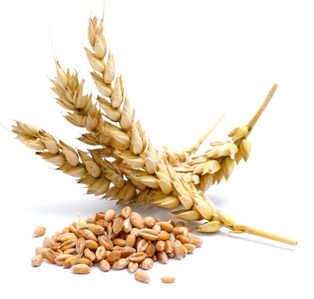 gluten.jpg